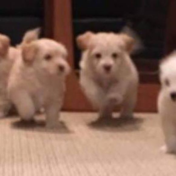 Meet your Posher, Sam - Picture 1 of 1